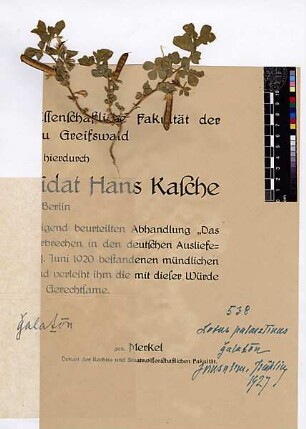 Leguminosae Lotus palaestinus [Jerusalem, Yerushalayim, El Quds, Al-Quds, Al Quds, El Quds Esh Sherif, Al-Muqaddas, Jérusalem, Gerusalemme, Jerusalén, Aelia Capitolina, Colonia Aelia Capitolina, Hierosolyma, Urusalim, Jerusalem]