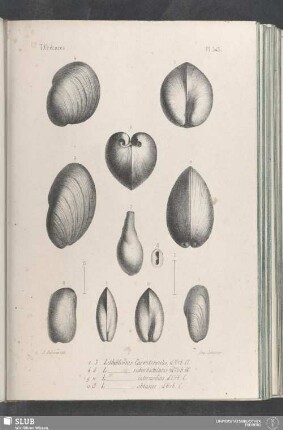 Pl. 345