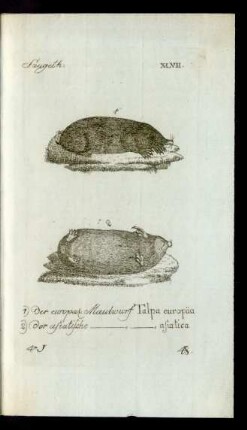 48. 1) der europae: Maulwurf Talpa europäa 2) der asiatische [Maulwurf], Talpa asiatica