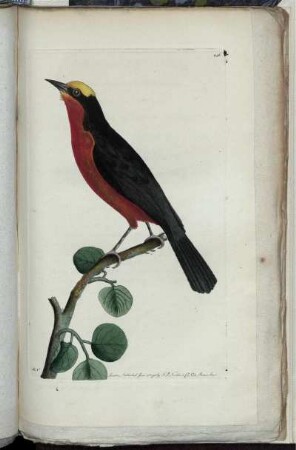 [Abb. 246]