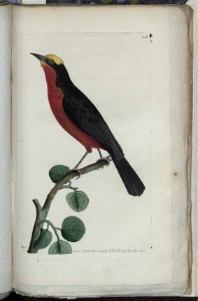 [Abb. 246]