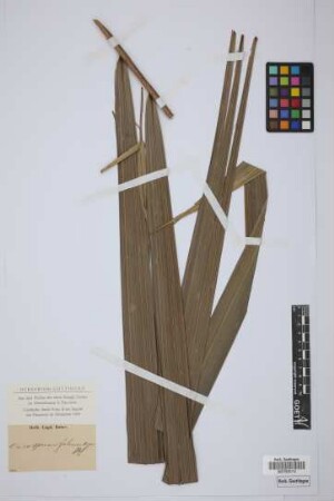 Oncosperma filamentosa Bl.