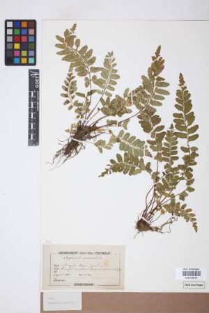 Asplenium marinum