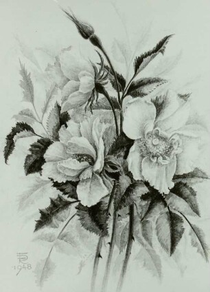 Gelbe Wildrose