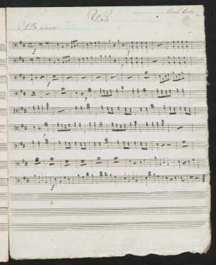 Viola