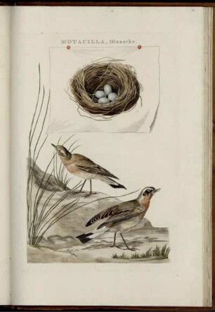 Motacilla, Ænanthe. [bis] Anas Tadorna, Foemina.