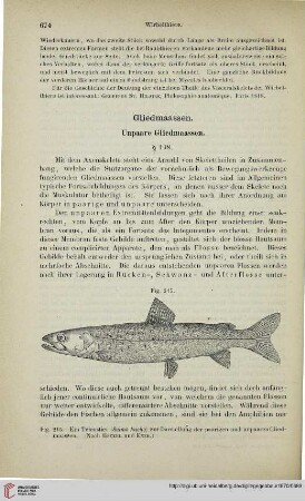 Gliedmassen