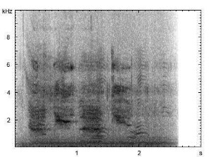 Hausesel | Equus asinus f. asinus - Lautfolge
