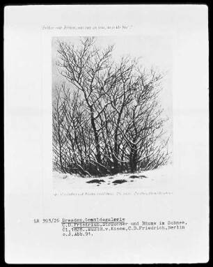 Gebüsch im Schnee