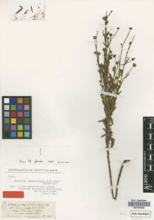Phagnalon scoparium Sch.Bip. ex Oliv. & Hiern