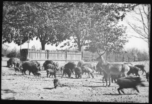 Moritzburg. Fütterung der Wildschweine