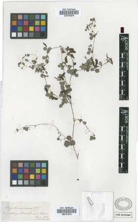 Rhynchosia minima (L.)DC.