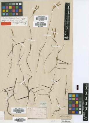 Pollinia cumingii Nees [isotype]