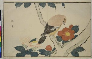 Yōkin und Kamelie, aus dem Buch: Bilder importierter Vögel