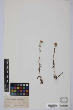 Carduus baeocephalus Webb