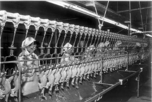 In einem Schlachthof. Geflügel wird industriell geschlachtet und verarbeitet
