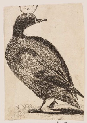 Ente