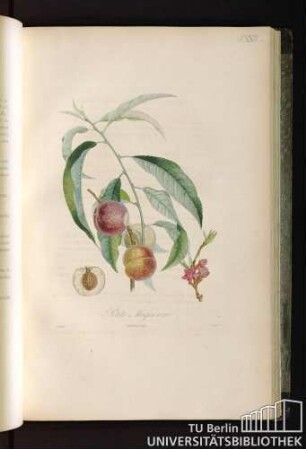 Pl. XXIII. Petite Mignonne.