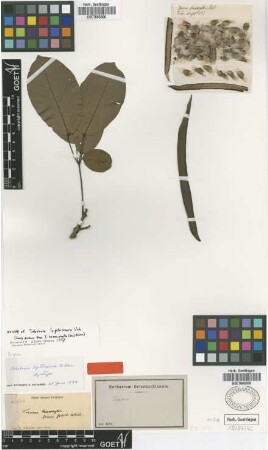 Tabebuia leptoneura Urb. [isotype]