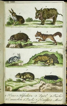 Cap. XXIII. 1. Haas. -8. Maulwurf. - 1. Büffel.- 9. Eber.