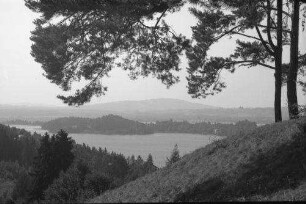 Murnau: Staffelsee vom Hügel am Kleingolfplatz, mit Kiefern