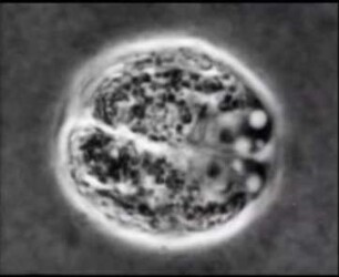 Kern- und Zellteilung der Volvocacee Chlamydomonas reinhardii