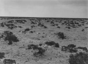 Weite Ebene : Ebene, nur spärlich bewachsene Landschaft