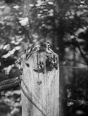 Friedrichsmoor, Mecklenburg-Vorpommern. Mittelspecht (Dendrocopus medius, früher auch: Dryobates medius), Weibchen mit Jungen vor der Nisthöhle