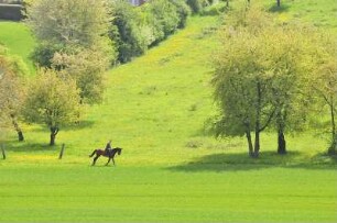 Vorharzgebiet - Reiter : Ein Reiter reitet durch das hügelige Vorharzgebiet in der Nähe von Gernrode, aufgenommen am 5. Mai 2010