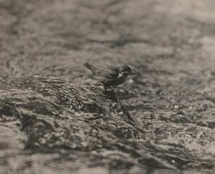 Wasseramsel (Cinclus cinclus L. ) auf einem Stein