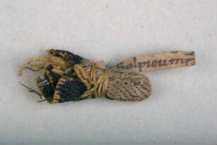 Reliquie des Hl. Sulpitius