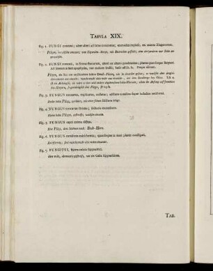 Tab. XIX. [Beschreibung und Abbildung.]