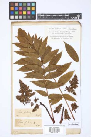 Rhus glabra L.