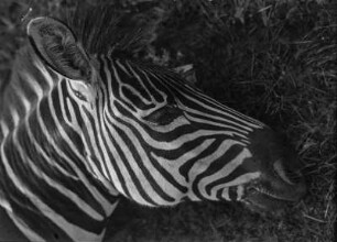 Erlegtes Zebra : Erlegtes Zebra.