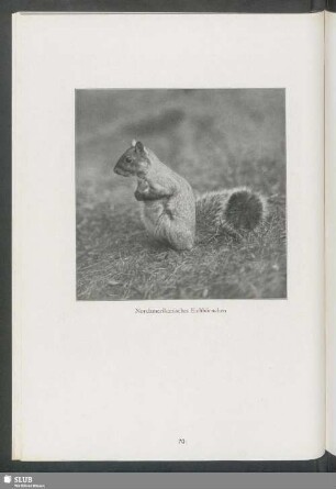 Nordamerikanisches Eichhörnchen