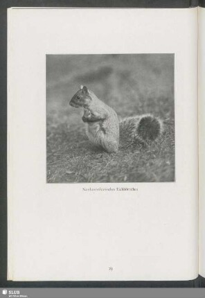 Nordamerikanisches Eichhörnchen