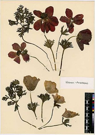 Ranunculaceae Anemone coronaria Linné, Carl von (1707 - 1778) [Kefr Sabt]