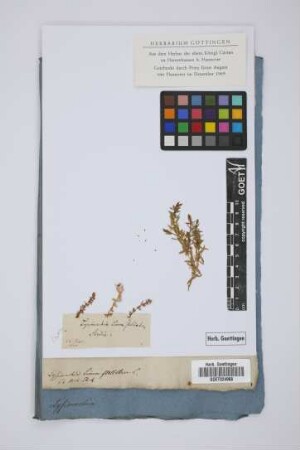 Lysimachia linum-stellatum L.