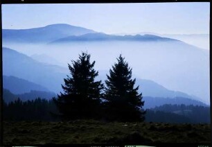 Stohren: Belchenblick vom Stohren, Vordergrund zwei Tannen