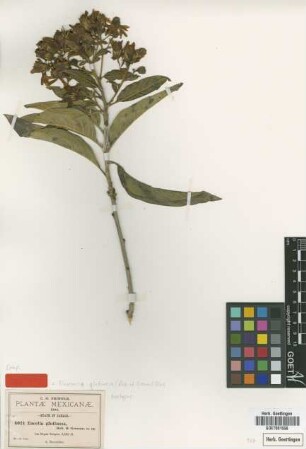 Encelia glutinosa B.L.Rob. & Greenm. [isotype]