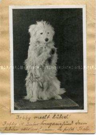 Foto des weißen Kompaniehundes Bobby