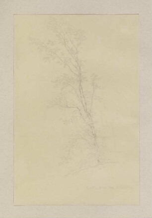 Ein Baum