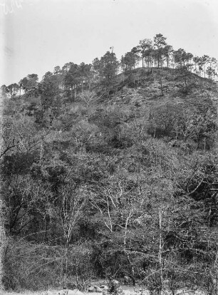 Berghang : Blick auf die Vegetation eines Berghanges