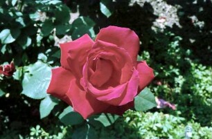 Mainau, Insel Mainau: Einzelne Rose