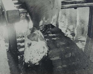 Geköpftes Rind, aus der Schlachthof-Serie