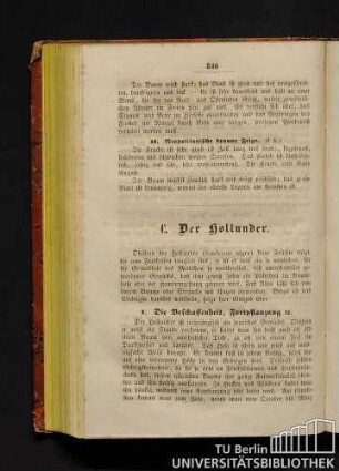 C. Der Hollunder.