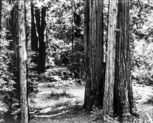 Muir Woods National Monument : Eingang zu einem Schutzgebiet, in dem Baumriesen des Küstenmammutbaums wachsen.