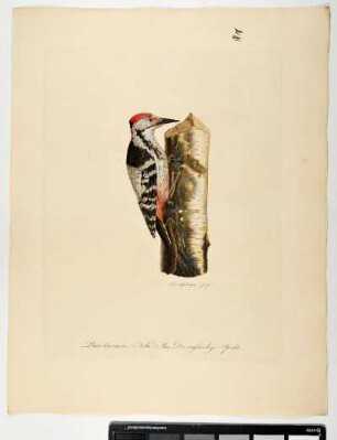 Picus leuconotos. Nobis. Mas. Der weissrückige Specht. - Weißrückenspecht. Dendrocopos leucotos; mas. - Zeichner und Stecher: Ambrosius Gabler