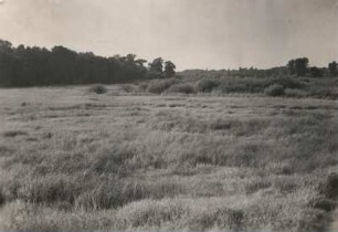 Leipziger Land. Sumpflandschaft in der Aue bei Gundorf