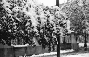 Bukarest: Im Winter, verschneite Laubbäume, Straße Dr. Lister, nahe